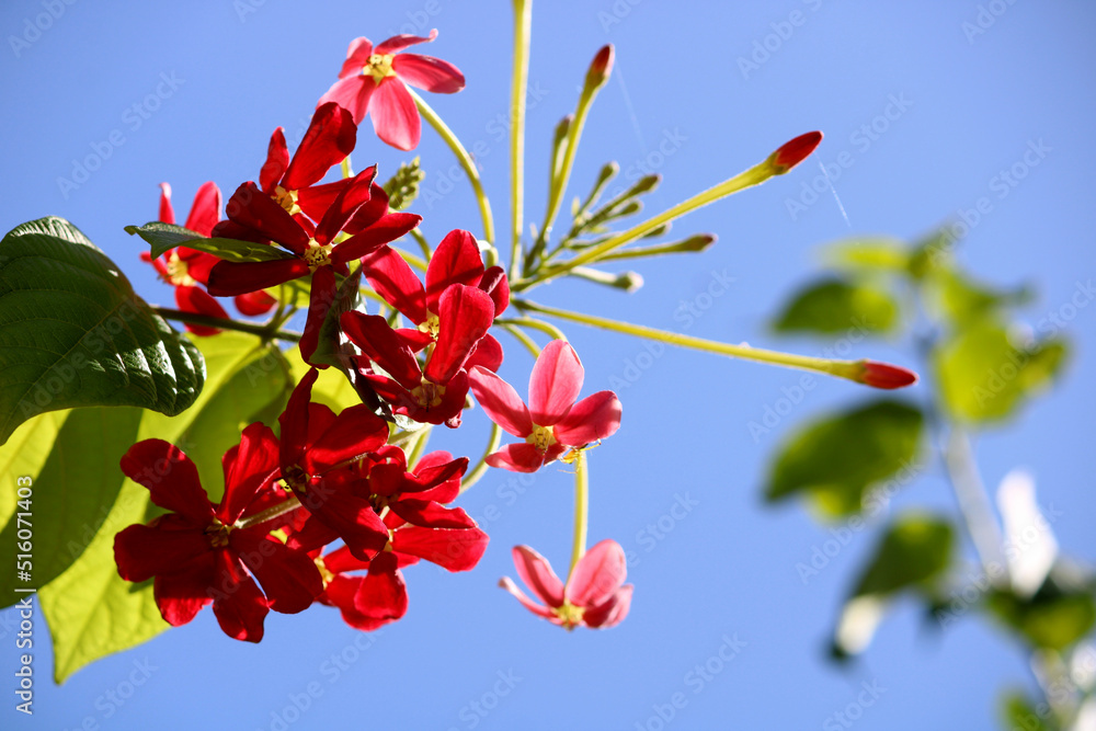 Obraz premium Rangoon Creeper flowers with copyspace.