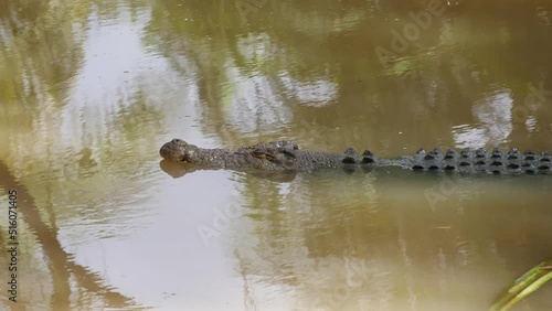 Close-up shot of swimming crocodile