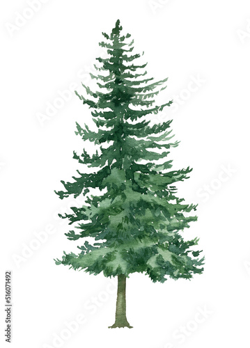 Watercolor forest fir tree illustration. Evergreen graphic isolated on white background. Woodland hand-painted nature print for kids design, postcards, poster, sublimation, icon