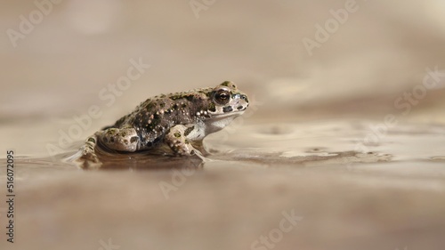 Macro of a small frog on the water.