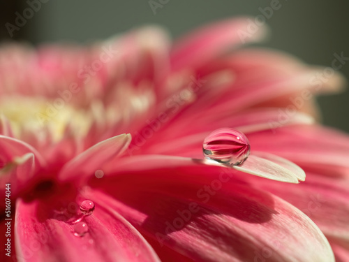 Pink flower petals with water drop close up. Macro photography of gerbera flower petals with dew. 