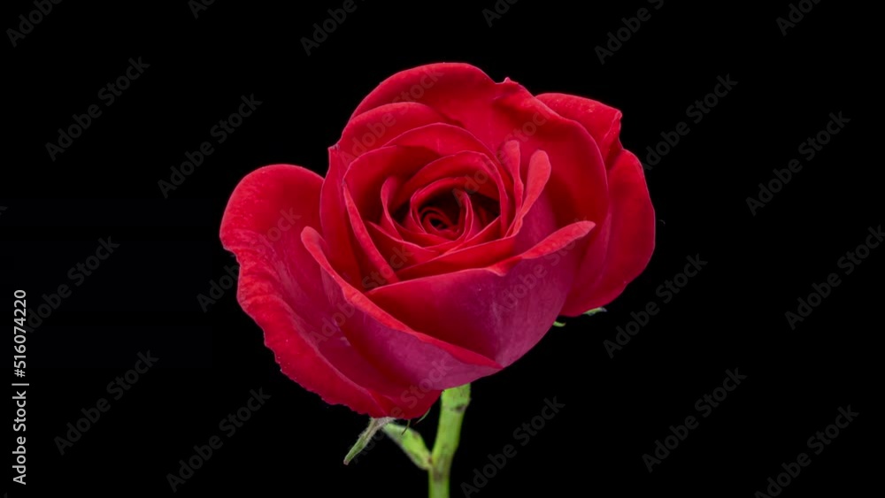 Beautiful opening pink rose on black background. . Holiday, love, birthday design backdrop. Beautiful opening pink rose on black background. . Holiday, love, birthday design backdrop.