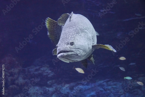 Beautiful giant grouper swims in the reef