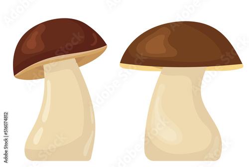 boletus mushroom in flat style, isolated, vector