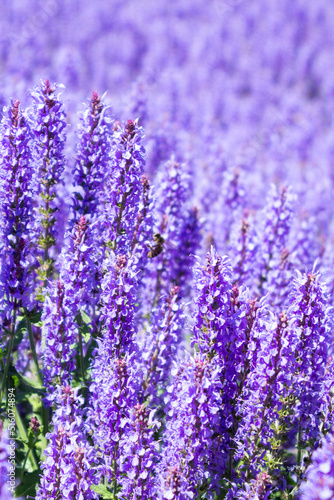 Lilac sage flowers blooms in the park outdoors on a summer day.