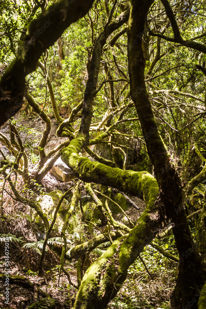 Fototapeta premium Dark jungle forest on the Canary Islands