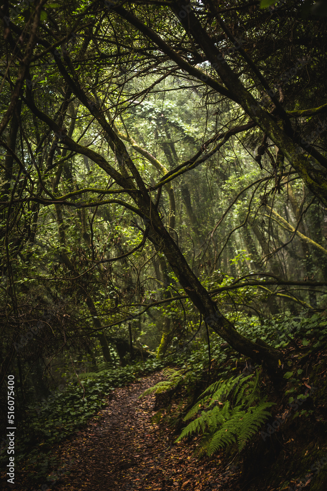 Fototapeta premium Path in the dark jungle forest on the Canary Islands