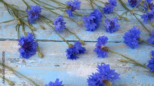 Fresh flowers of knapweeds on vintage light blue wooden tabletop. photo