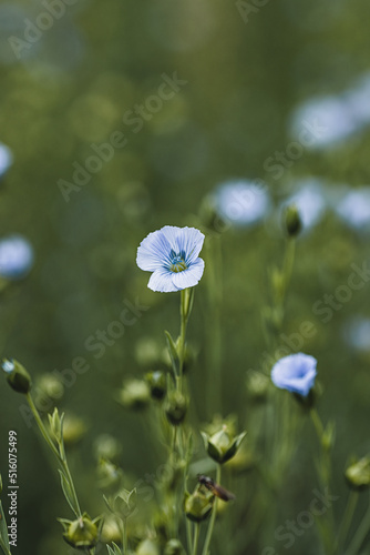 meadow with common flax  in summer