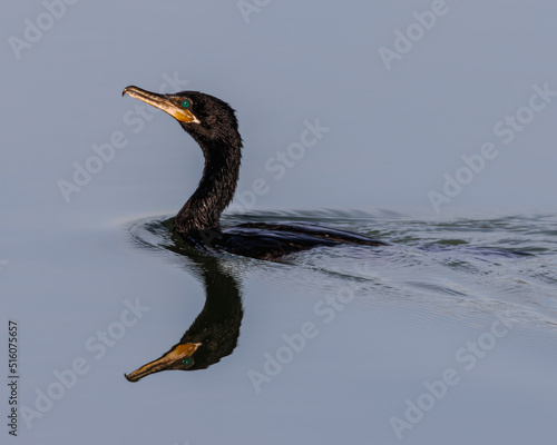 A cormorant swimming in peaceful waters looking for some fish