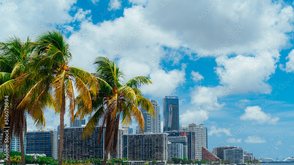 Fototapeta premium palm trees in the city skyline MIAMI FLORIDA