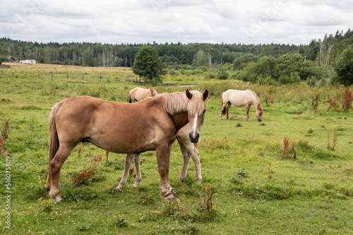 Beautiful horses graze in the meadow. Horses in the pasture. Walking horses. © Vladimir