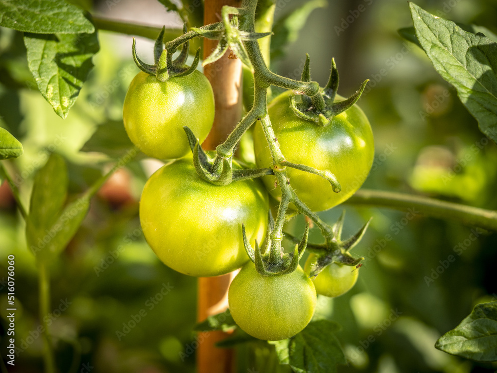 Culture de tomates vertes en grappe dans le jardin d'un particulier