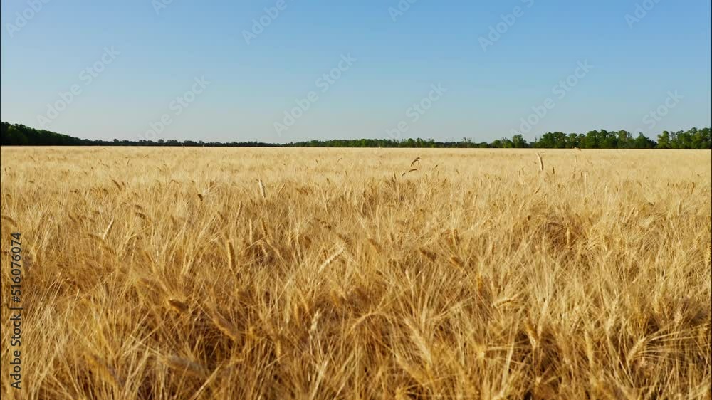 Top view of a wheatfield. Flying over a field of wheat in slow motion. Field before harvesting. Modern agriculture. Drone flying over ripened wheat field Top view of a wheatfield. Flying over a field of wheat in slow motion. Field before harvesting. Modern agriculture. Drone flying over ripened wheat field