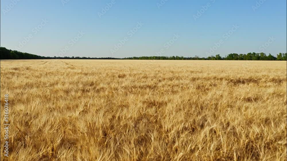 Top view of a wheatfield. Flying over a field of wheat in slow motion. Field before harvesting. Modern agriculture. Drone flying over ripened wheat field Top view of a wheatfield. Flying over a field of wheat in slow motion. Field before harvesting. Modern agriculture. Drone flying over ripened wheat field