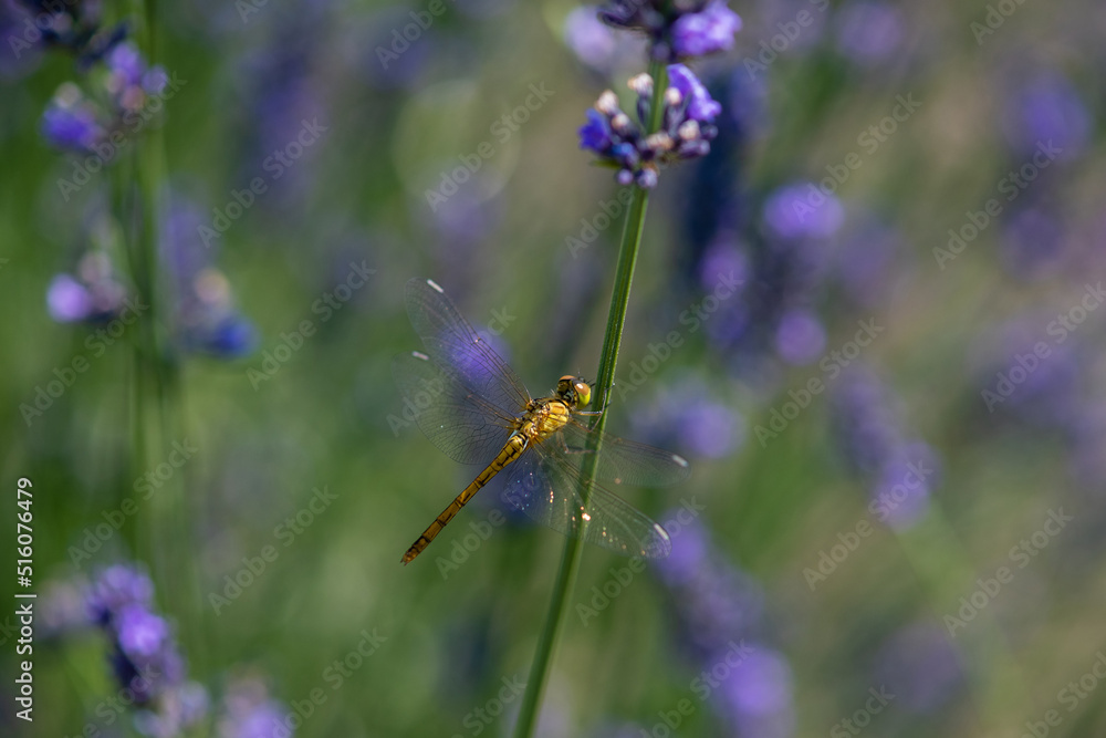 Close-up of a dragonfly perched on a lavender flower.