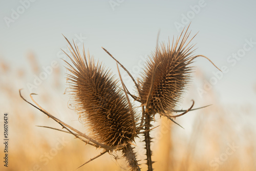 grass under the sun