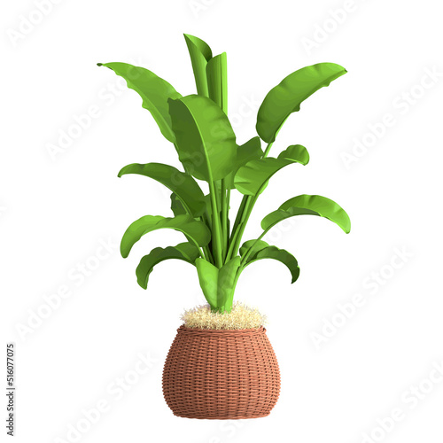 Tropical palm tree in a wicker pot, houseplant isolated on white background. Vector realistic illustration