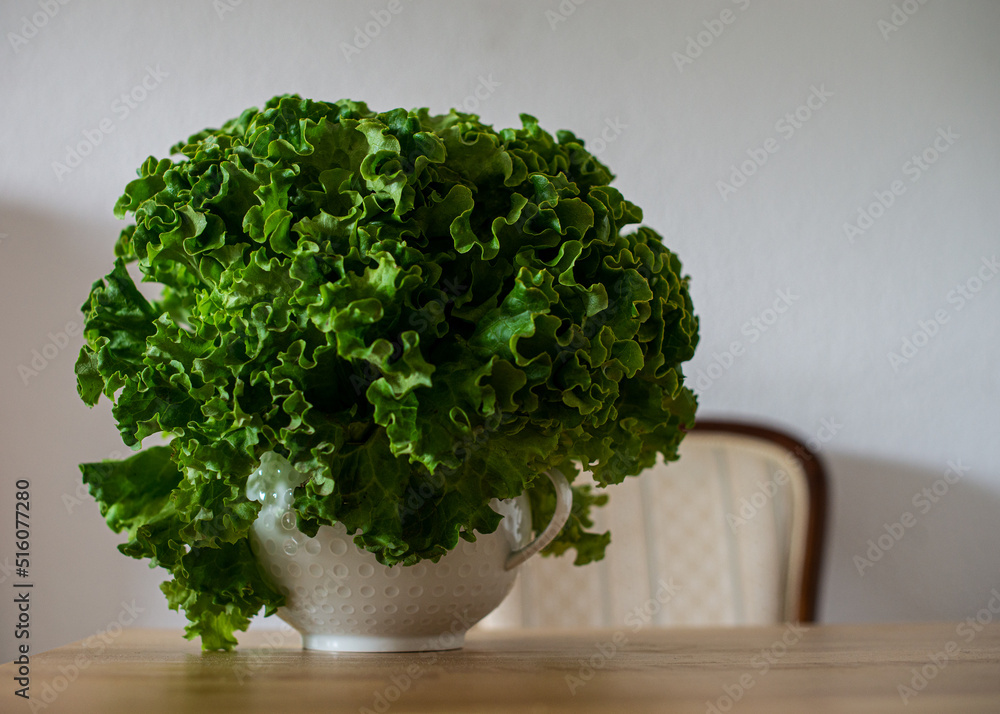 Fototapeta premium green salad lettuce
