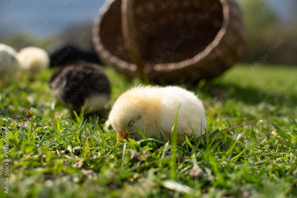 a small yellow fluffy chicken sleeps for the first time on the grass in the open air against the background of its cozy wicker basket a small yellow fluffy chicken sleeps for the first time on the grass in the open air against the background of its cozy wicker basket