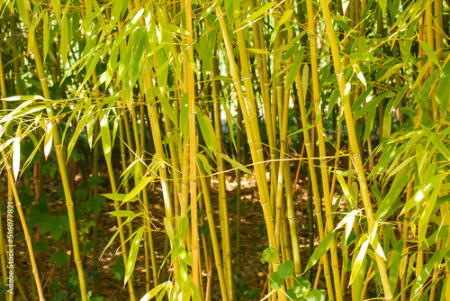 Bamboo tree landscape in the rainforest. Background of green trunks and leaves of bamboo.