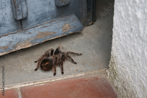 Eine große schwarze Spinne krabbelt durch eine Tür photo