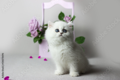 Wallpaper Mural British Longhair white cat on a light gray background. Silver chinchilla color. Cute kitten play with flowers. Lilac roses in a wooden box. Torontodigital.ca