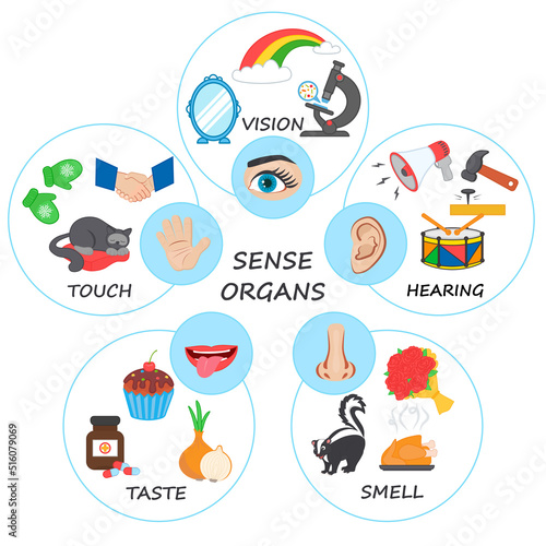 Vector illustration with five human senses: touch, hearing, sight, smell, taste. Infographics with five senses labeled scheme to receive sensory information