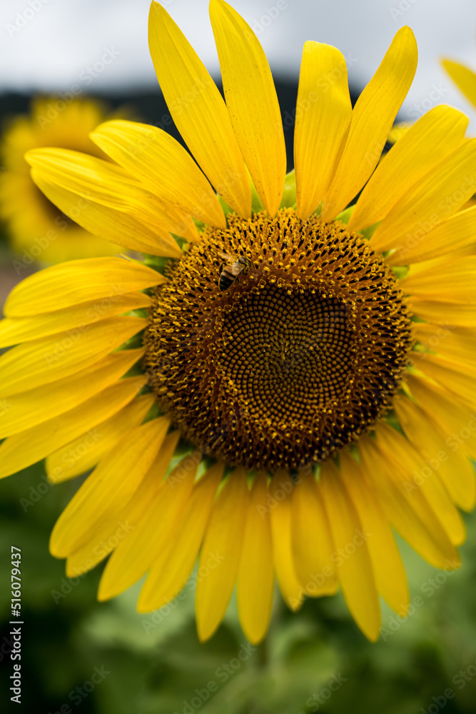 Obraz premium sunflower close up