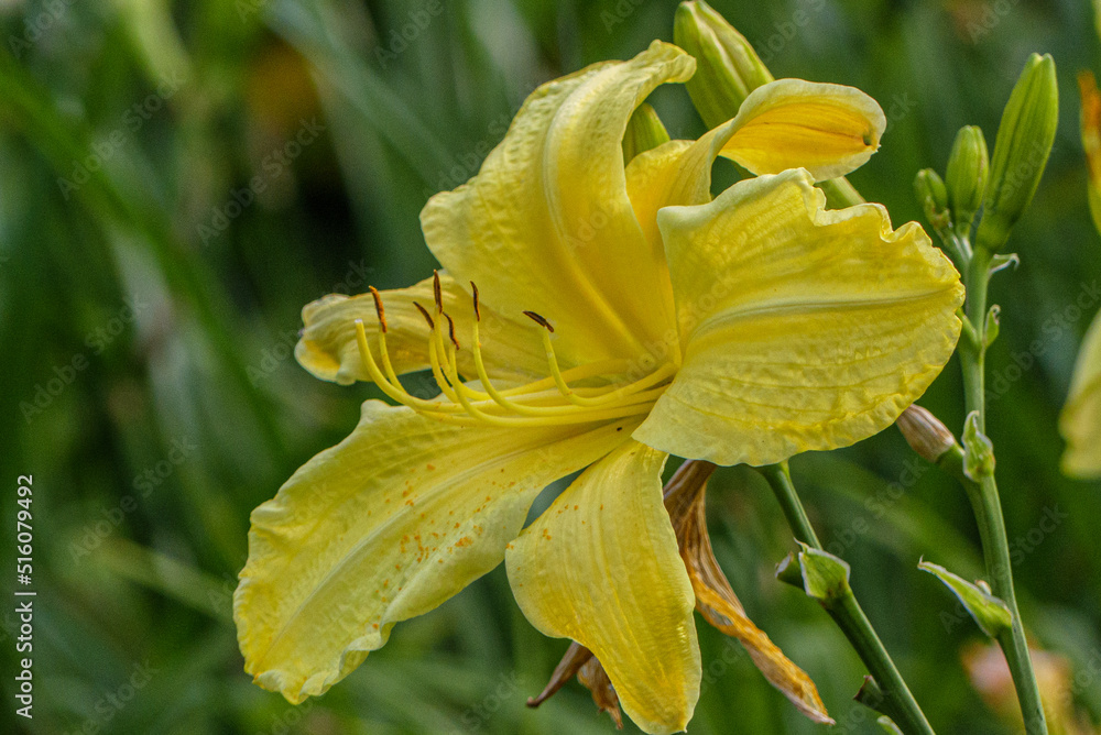 Fototapeta premium Yellow lily in the garden