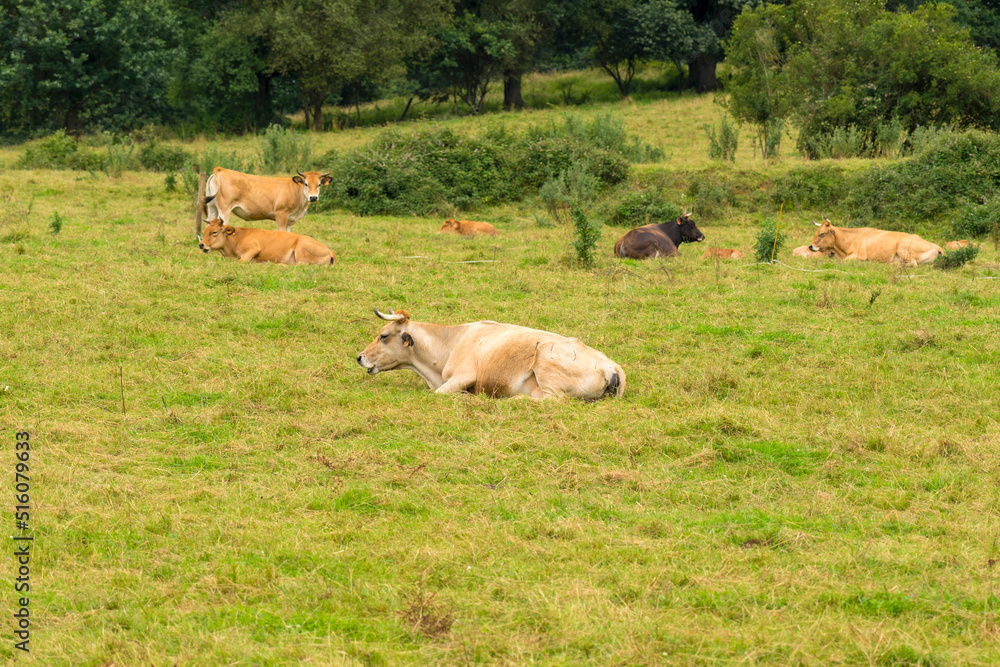 A herd of cows are resting on a farm pasture A herd of cows are resting on a farm pasture