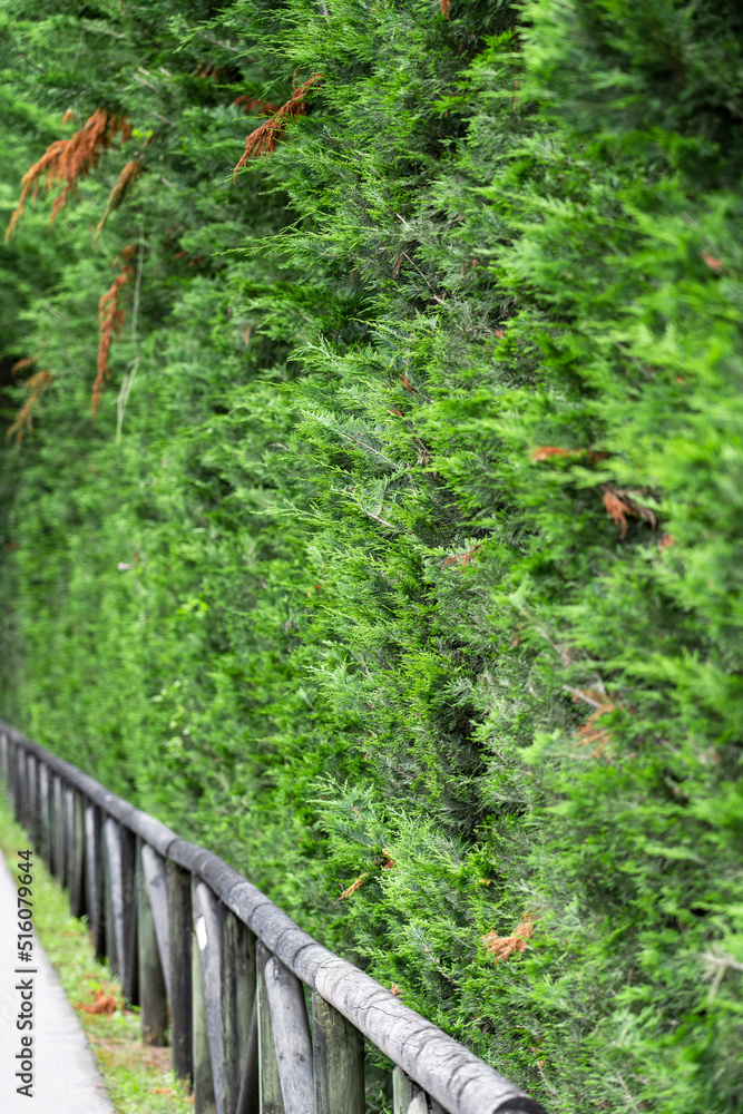 custom made wallpaper toronto digitalGreen thuja hedge along the hiking path with wooden fence