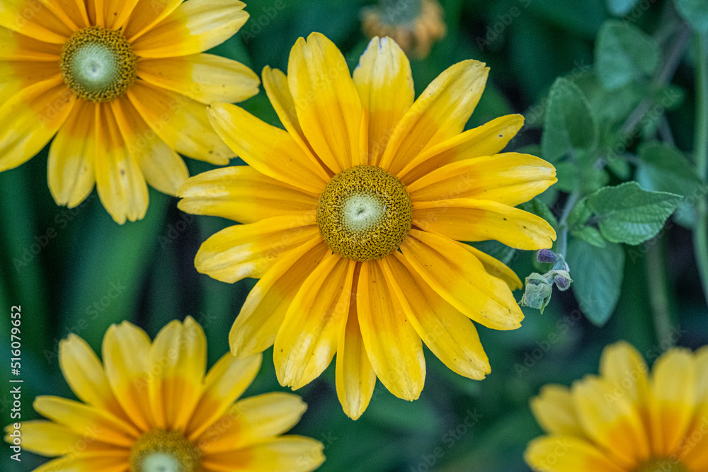 Yellow flowers in the garden Yellow flowers in the garden