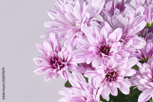 Striped pink and white Chrysanthemum flowers