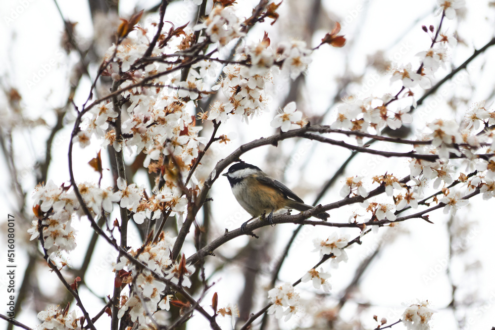 Spring Chickadee
