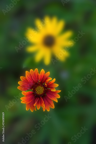 Florida Orange   Yellow Wildflower In-Focus