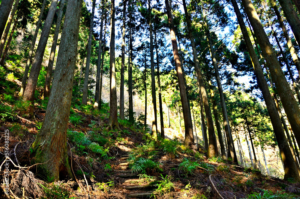 Obraz premium 丹沢の七沢山 谷太郎林道三峰山コースの森 