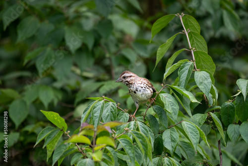 Song Sparrow Sitting in a Tree