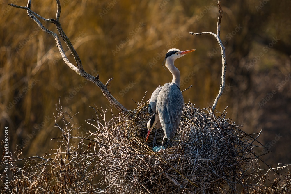 A pair of grey herons with orange beaks standing on the nest with four green eggs. Prague ZOO, Czech Republic.