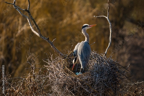 Obraz na płótnie A pair of grey herons with orange beaks standing on the nest with four green eggs. Prague ZOO, Czech Republic. w salonie