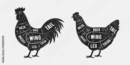 Meat Cuts of Chicken set. Butcher Poultry Diagram, scheme, chart. Rooster and Hen sketch silhouette isolated on white background. Vintage Poster for butcher shop, barbecue. Vector illustration
