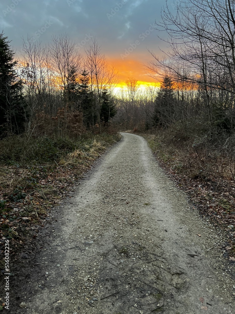 Fototapeta premium road in the autumn