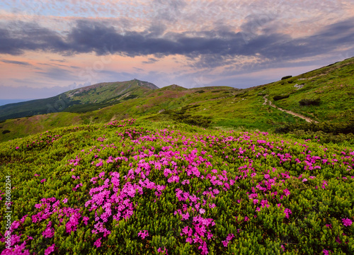 Pink rose rhododendron flowers on summer mountain slope © wildman