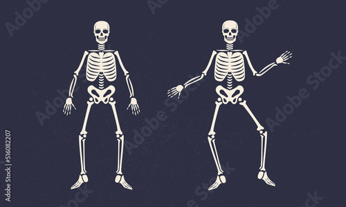 Human skeleton vintage icons. Skeletons isolated on black background. Vector illustration