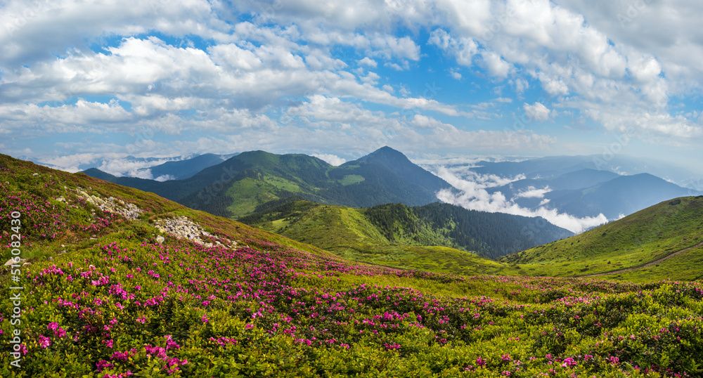 Obraz premium Pink rose rhododendron flowers on summer mountain slope