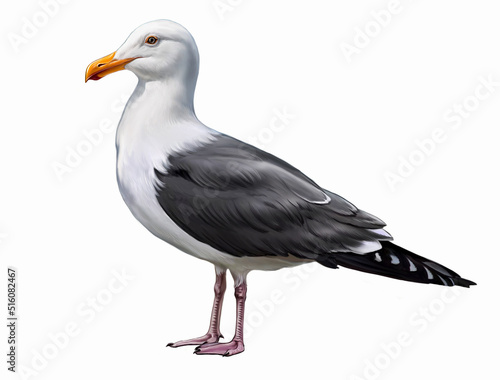 Seagull, Larus