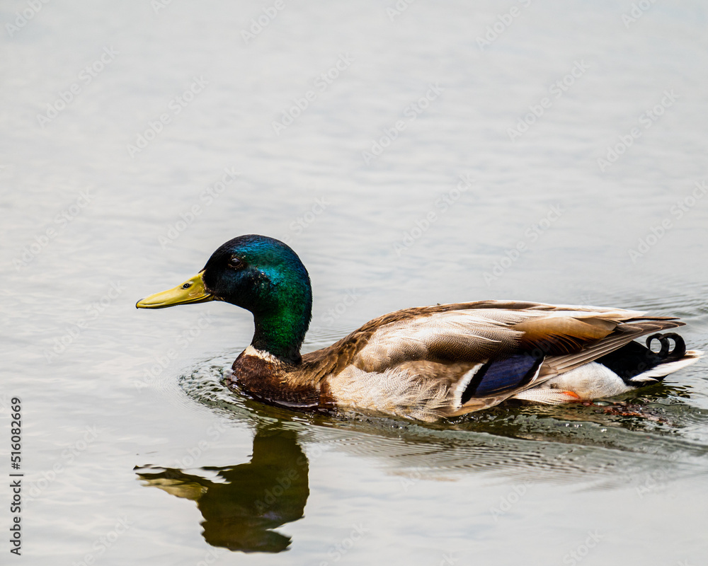 duck on the lake duck on the lake