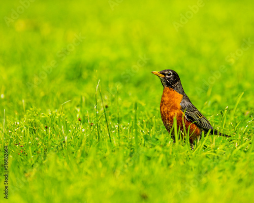 robin on the grass © Rishan