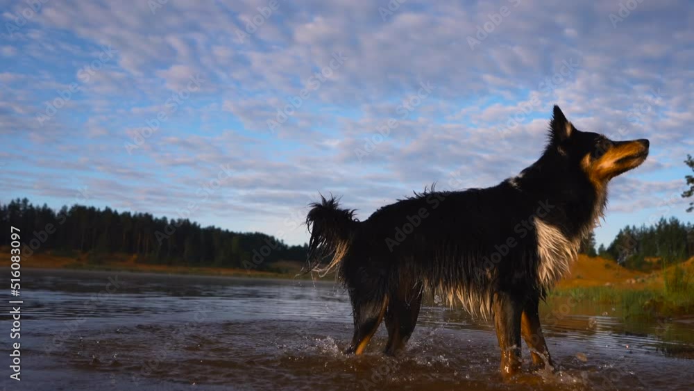 dog in the water. Active Border Collie on the lake. Pet in nature dog in the water. Active Border Collie on the lake. Pet in nature