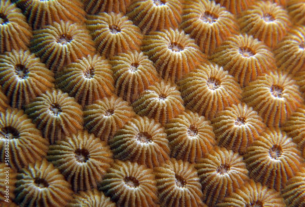 Close up image of Diploastrea heliopora coral Boracay Island Philippines
